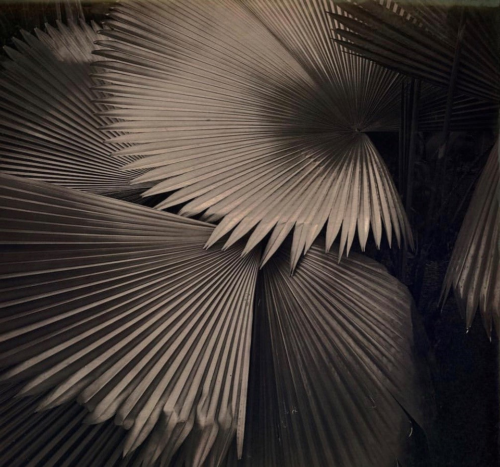 Isabelle Aubin / Palm