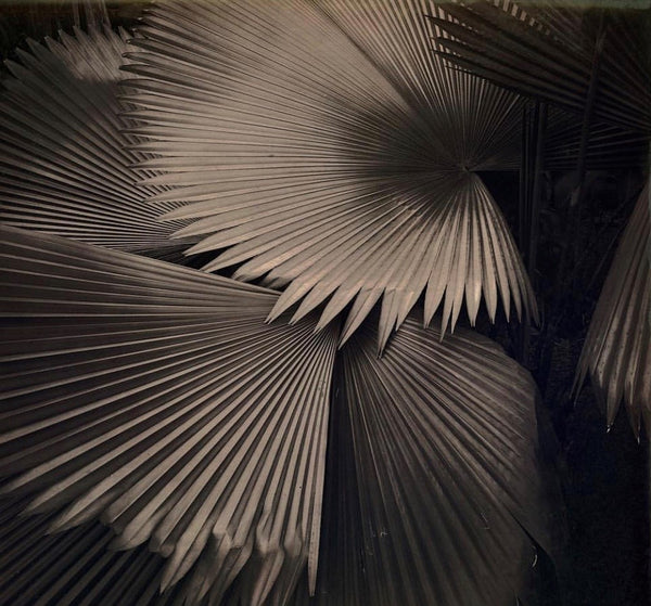Isabelle Aubin / Palm